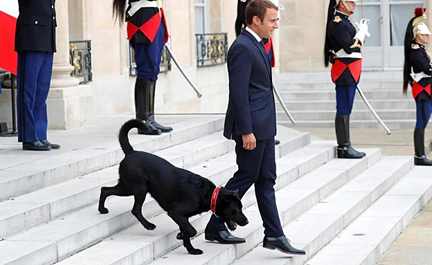 הנשיא מקרון והכלב נמו בארמון האליזה (רויטרס)