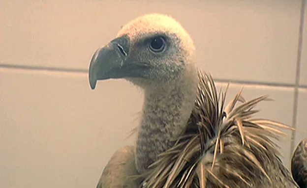 הנשר S-98 שחולץ מהקרבות בסוריה (חדשות 2)