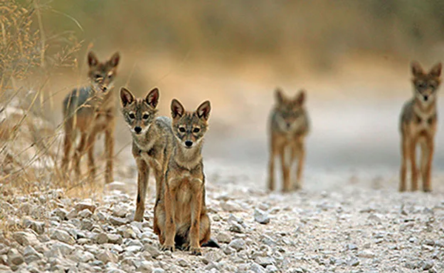 התנים מתרבים בשטחי הערים (פלאש 90, חיים שוחט)