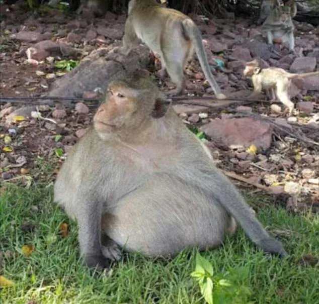 ''דוד שמנמני'' מתרגל לחיים במחנה הקופים