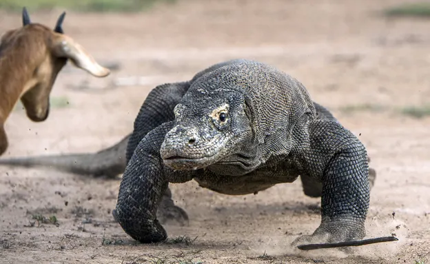 ''התקרב יותר מדי''. כוח ענק