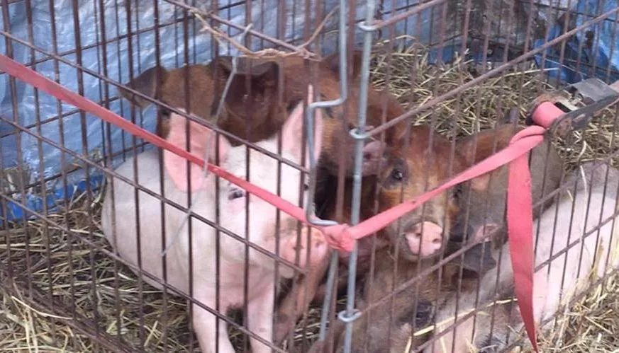 החזירים אותם קנה מייקל שיאכלו את גופתו של אדריאן