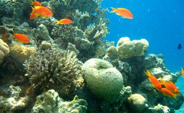 האלמוגים מאילת יצילו את העולם?