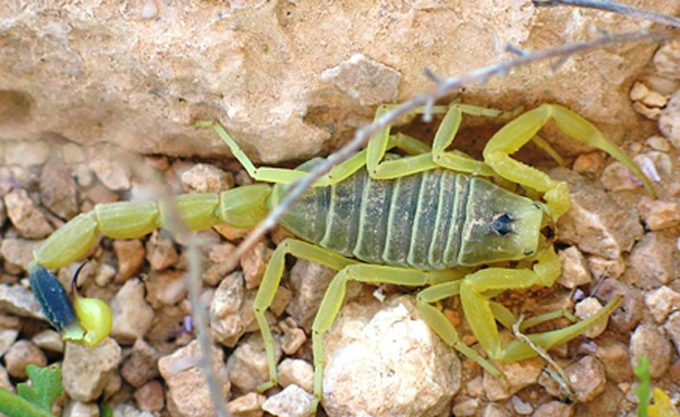 עקצן צהוב. הארסי בישראל