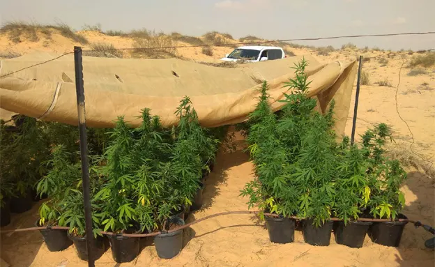 ''שתילים בשווי עשרות אלפי שקלים'' (דוברות המשטרה)