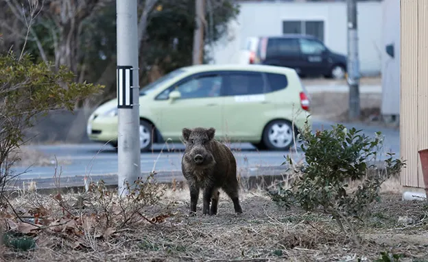 חזירי הבר ''מהגרים'' לסביבה העירונית (רויטרס)