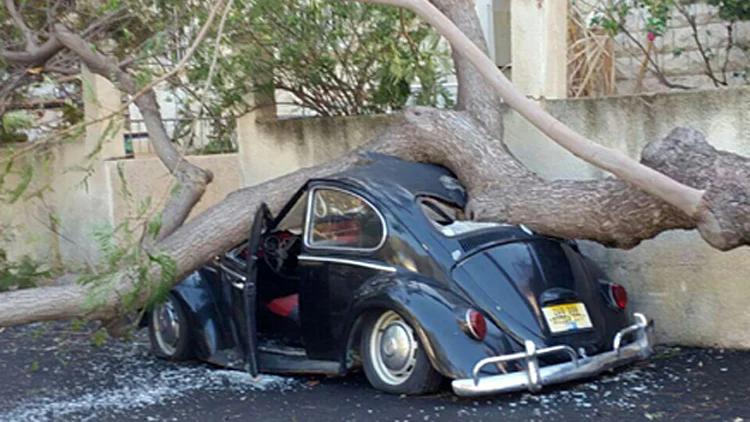 עץ קרס על מכונית בחיפה