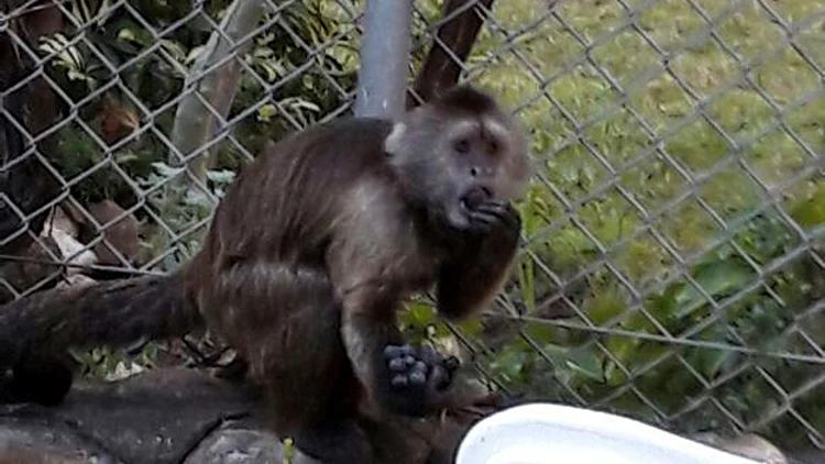 קונר, הקוף שנמלט (באדיבות עיריית ת"א-יפו)