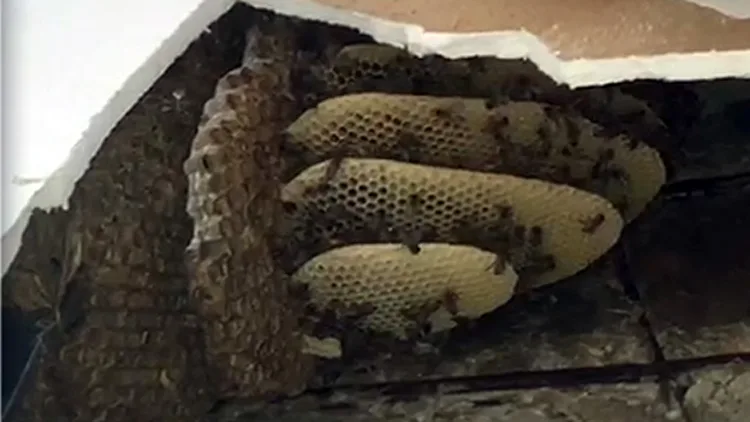 כוורת דבורים בתוך מזגן
