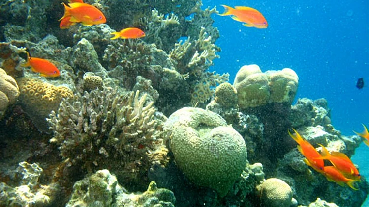 האלמוגים מאילת יצילו את העולם?