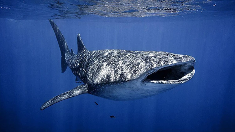 כריש לווייתן באילת