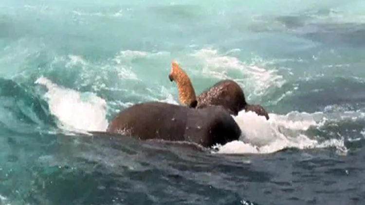 פיל שמצילים מטביעה בים