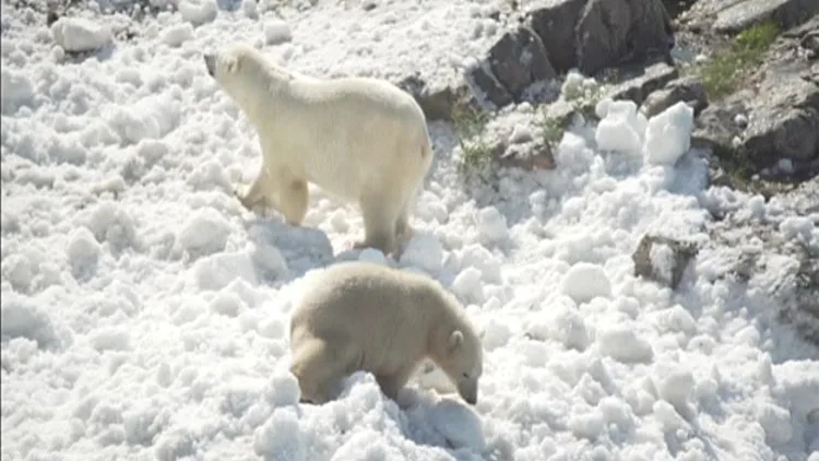צפו: דובי הקוטב משחקים בשלג