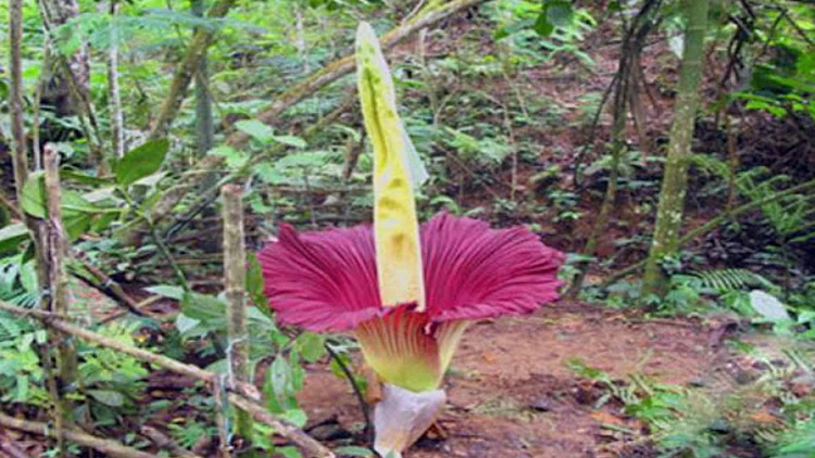 תופעות טבע נדירות: פרח לוף ענק