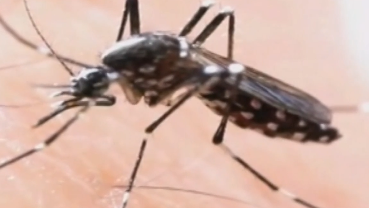 תרגיל עוקץ: החברה שפועלת ליצירת "כיפת ברזל" נגד יתושים