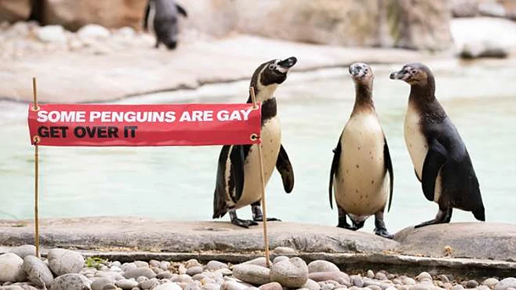 פינגווינים חד מיניים בגן החיות ZSL בלונדון