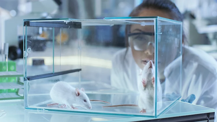 ניסוי בעכברים במעבדה