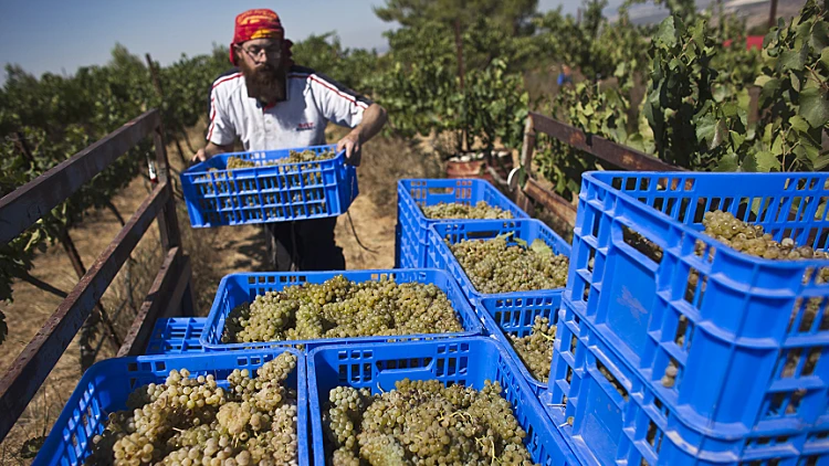 ביהמ"ש בקנדה: אסור לסמן יין שיוצר בהתנחלויות כ"תוצרת ישראל"