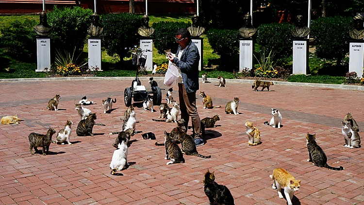 האכלת חתולים באיסטנבול