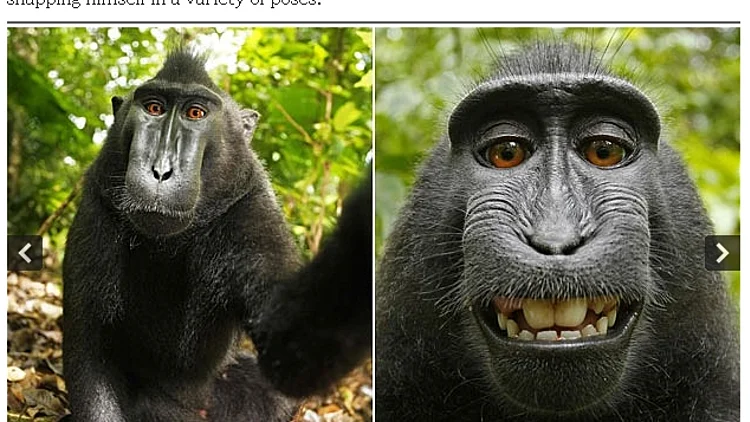 קוף חטף מצלמה ותיעד את עצמו