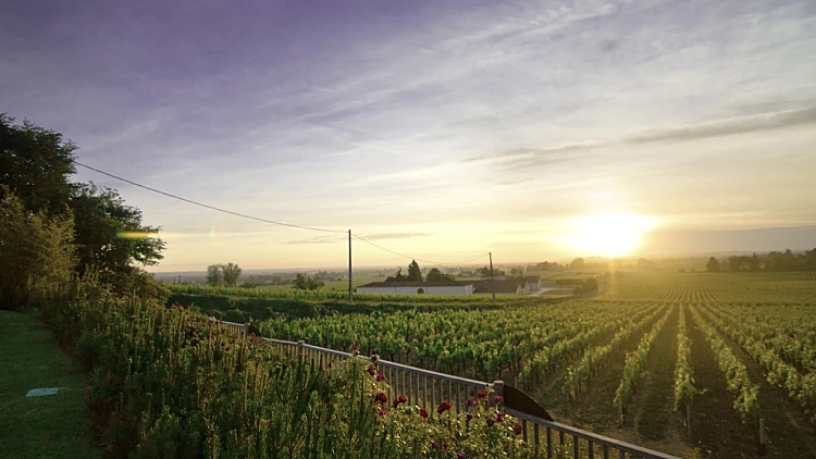 כרם באזור בורדו שבצרפת לכתבה על טיול יין באזור  מתחם עולם היין תמונה ראשית והפניות