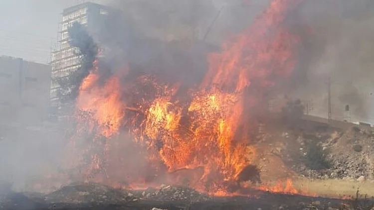 שריפת הקוצים בעטרות הסמוכה לירושלים