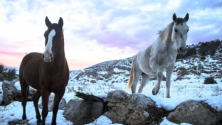 סוסים בשלג למרגלות הר החרמון