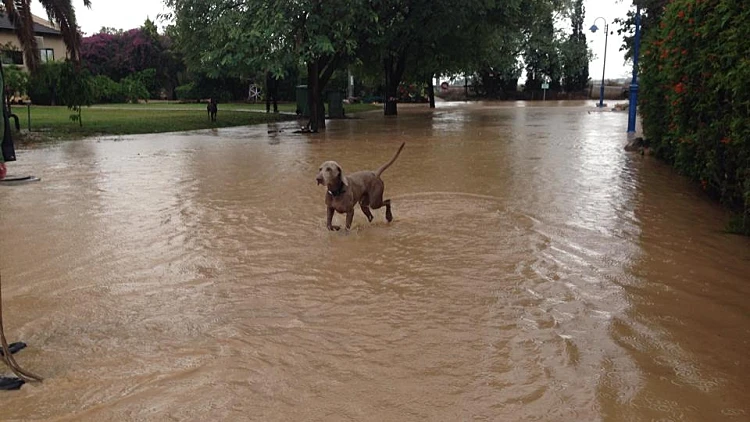 כלב תקוע בגשם במושב גיאה שבמישור החוף הדרומי