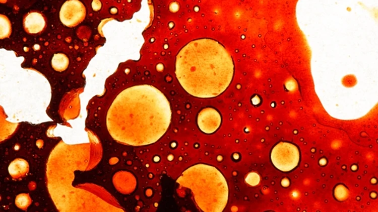 צילום איור של תאים אנושיים בזרם הדם