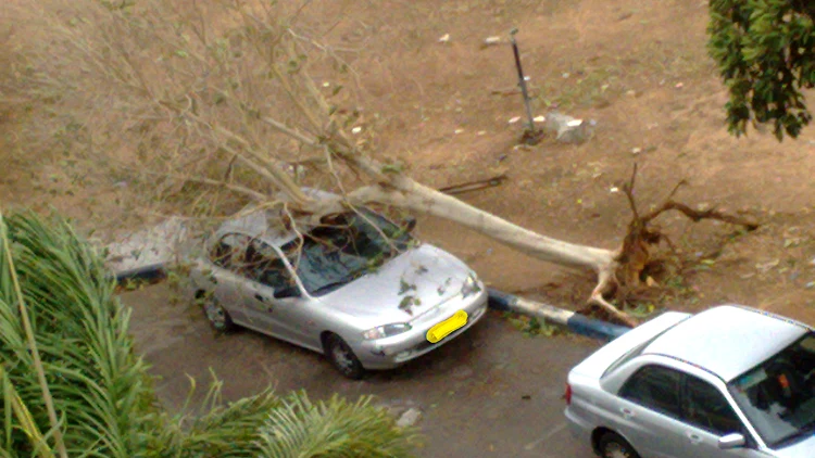 עץ שנפל על מכונית בפרדס חנה