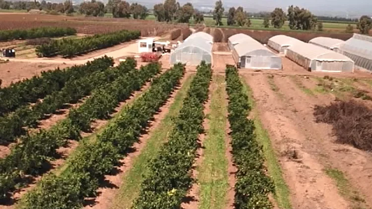 שדה שנסרק באמצעות טכנולוגיות חדשות לשיפור התוצר החקלאי