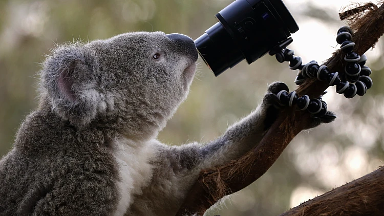קואלה מסתכלת למצלמה בגן חיות בסידני, אוסטרליה