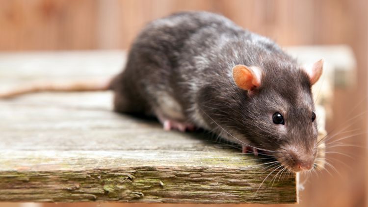 הסוף לחולדות ולעכברים: הדברה אורגנית