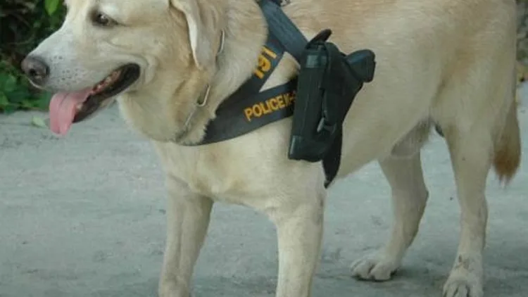 בזמן שדומיניק החזיר מסייע ללוחמי האש באימונים, שומר כלב לברדור משטרתי חמוש על השקט ברחובות (ערוץ WTF)