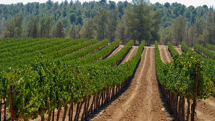 תמונה של כרם ביער יתיר, לכתבה על אזורי יים מסביב לעולם, תמונה ראשית והפניותמתחם עולם היין