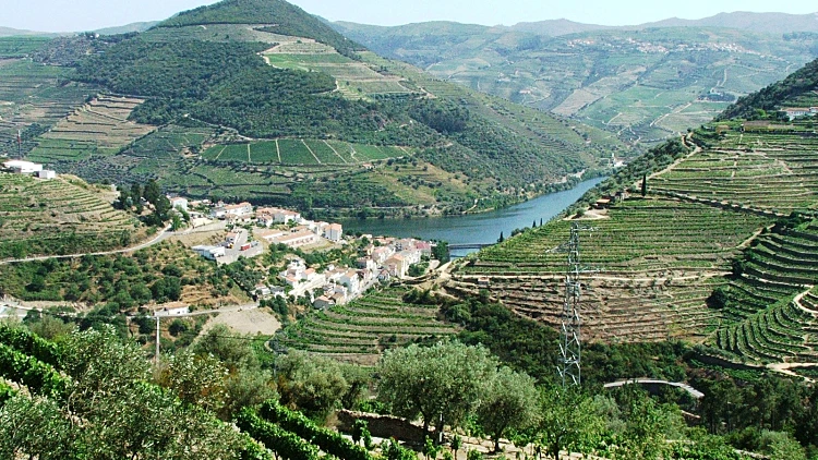 כתבה על טיול יין בפורטוגל, תמונה ראשית ולהפניות