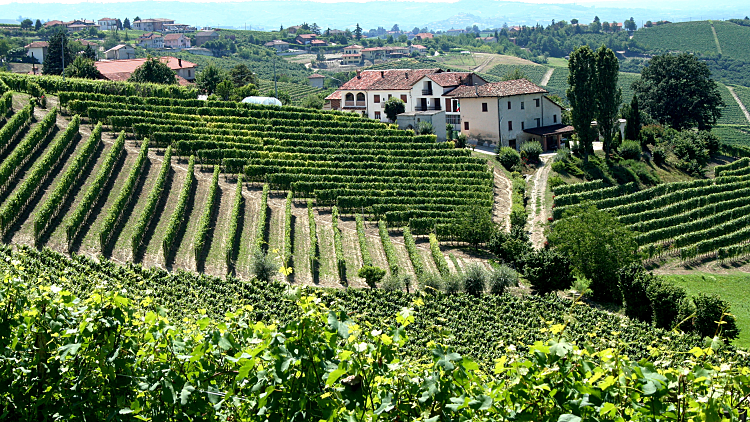 כרם בחבל פיאמונטה לכתבה על טיול יינות באזור. תמונה ראשית ולהפניות