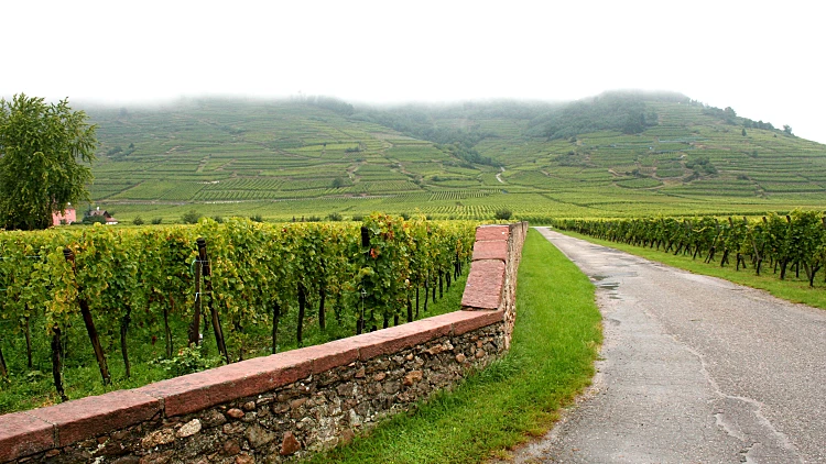 טיול יין באלזאס - צרפת