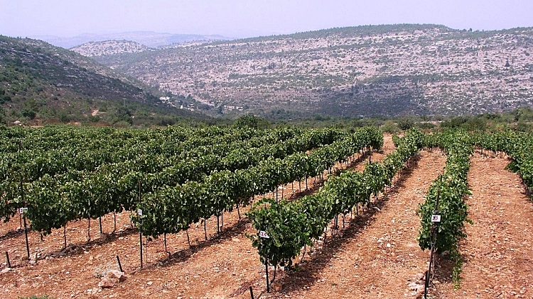 תמונה של כרם בהרי יהודה, כתבה על סיור יקבים באזור. תמונה ראשית ולהפניות