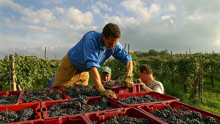ייצור יין בטוסקנה