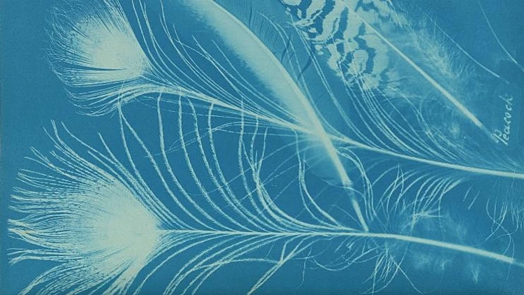 Anna Atkins and Anne Dixon, Peacock , Private collection.