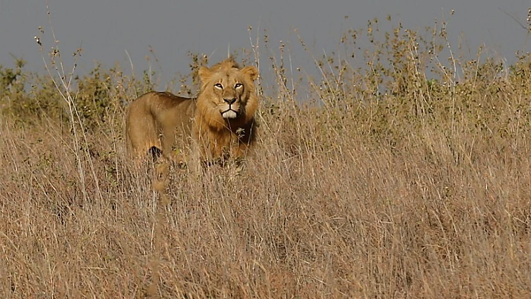 אריה בפארק בסמוך לניירובי, קניה
