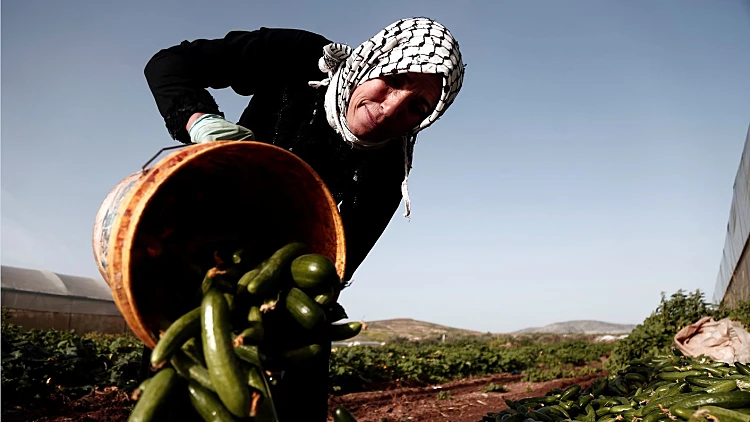 חקלאית פלסטינית