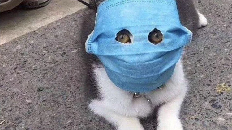 חתול בסין עוטה מסיכה בשל נגיף הקורונה