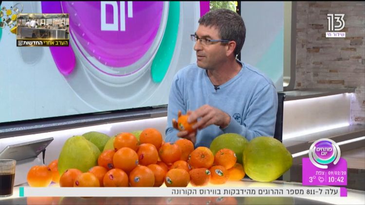 קלמטינה אור או תפוז דם: הכירו את הפירות המיוחדים של העונה