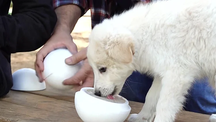 בן אנד ג'ריס מוציאה שני טעמי גלידה - במיוחד לכלבים