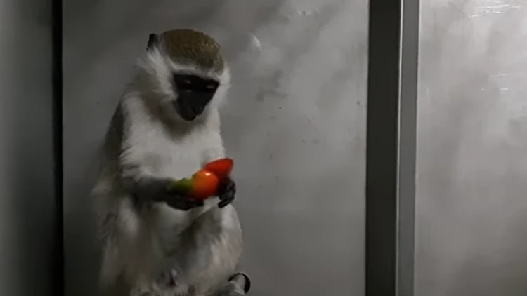 הקוף מסוג גנון ירוק לאחר שחולץ והועבר למקלט לקופים