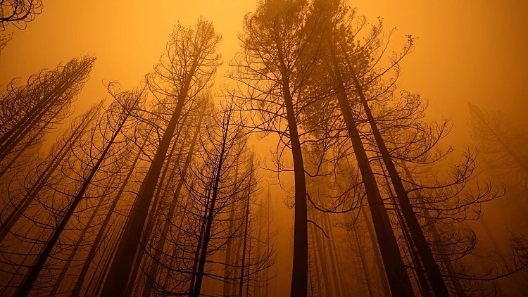 עצים בקליפורניה בעת השריפה