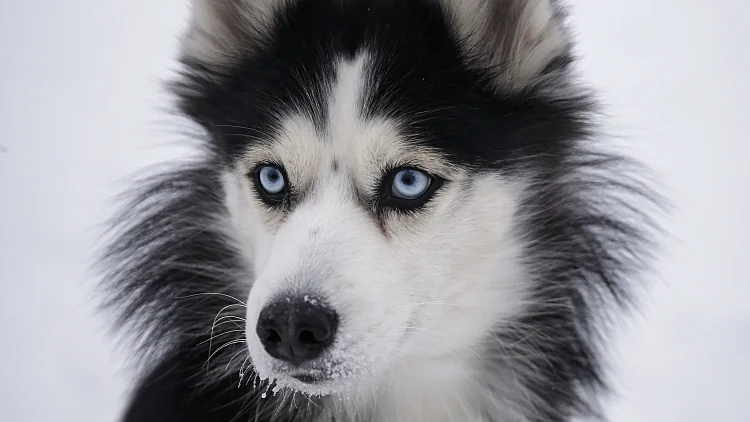A Husky Dog Looks On Before A Sled And Skijoring Race Outside Yekaterinburg