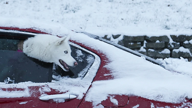 כלב מסוג האסקי מציץ מחלון הרכב במהלך סופת השלגים בלואיוויל, קנטקי